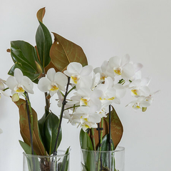 Caixa com 2 cilindros mini Orquídeas - comprar online