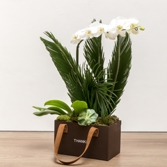 Bolsa com orquídea plantada - comprar online