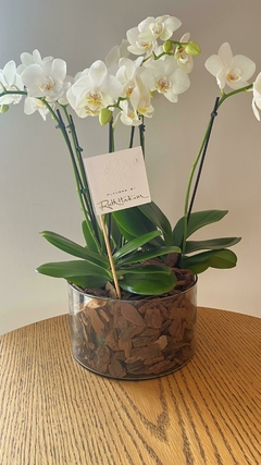 Trio de mini orquidea no vaso de vidro - comprar online