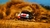 WRC EA Sports - comprar online