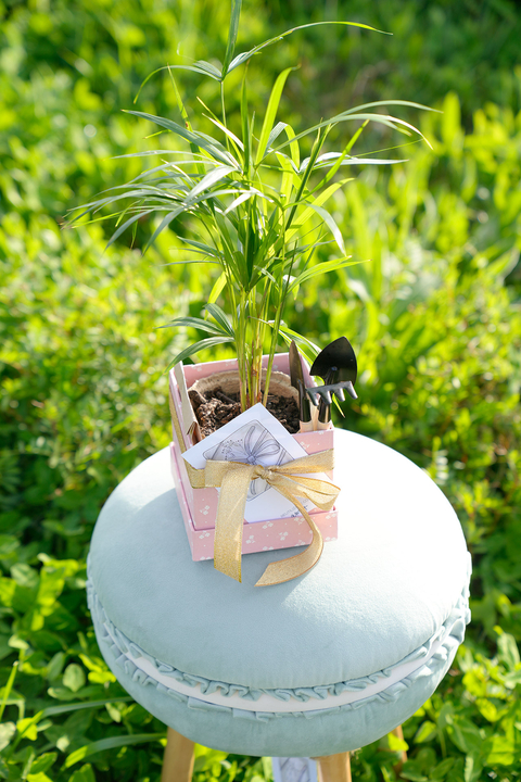 Caja Palmera