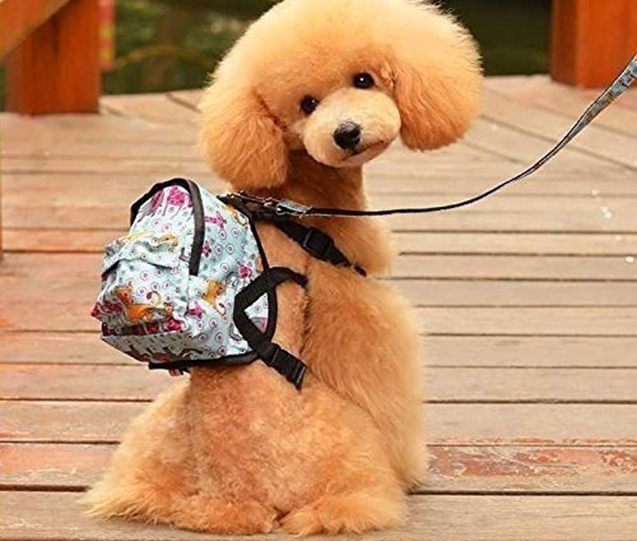 Mochilas para 2024 perros caniches