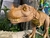 T-rex Rugido Epic Roaring Jurassic World Original Tiranosaurio - tienda online