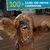 Muñeco Chewbacca Interactivo Star Wars - Más de 100 combinaciones de sonidos - Movimiento - La Tienda de Woody
