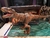 Imagen de Tiranosaurio Rex Hammond Collection 61cm de largo Original de Mattel T-rex