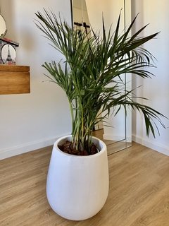 Maceta 40 cm blanca o negra + palmera - comprar online