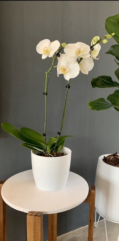 Orquídea blanca con maceta blanca  - comprar online