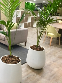 Fibra de Vidrio Maceta Gota Malbec 50 cm con planta a elección - comprar online