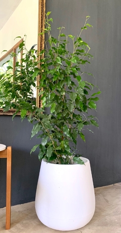 Malbec 40 cm + Ficus alto