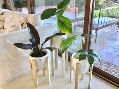 3 Combos Completos Elegí La Planta Tropical Que Más Te Guste