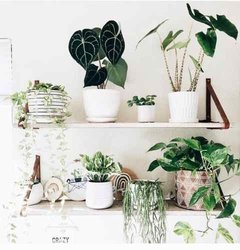 Decora Tu Biblioteca Con Verde! 10 Macetas Blancas Y Plantas - comprar online