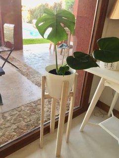 Combo Deco! Pie Madera 60 Cm + Planta Tropical + Maceta - comprar online