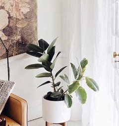 Decora Con Verde! Ficus Elástica + Maceta Planta Deco Gomero - comprar online