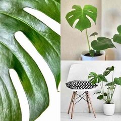 Monstera Costilla De Adan Decora Con Verde Living Galería