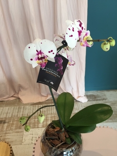 Orquídea blanca con maceta blanca  en internet