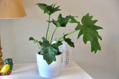 Decora Con Verde! Philodendro Misionero + Maceta Plantas Deco - comprar online