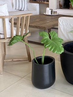 Maceta Gota Fibra de Vidrio con pie de hierro más planta tropical - Decora con Verde