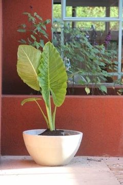 Maceta Bol + Alocasia Oreja De Elefante