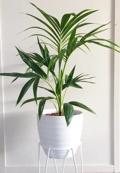 Planta Deco Con Maceta Y Portamaceta En Hierro