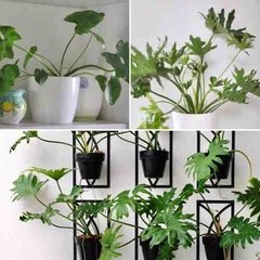 Plantas Estilo Tropical! Decora Con Verde! Filodendro Maceta - comprar online