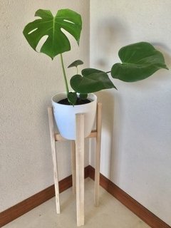 Combo Deco! Pie Madera 60 Cm + Planta Tropical + Maceta en internet