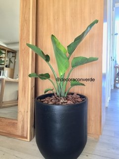 Maceta negra Salteña 55 + planta a elección - comprar online