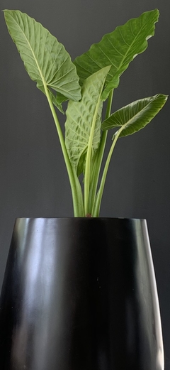 Maceta Fibra de Vidrio Gota Malbec grande Altura 66 cm con planta - Decora con Verde