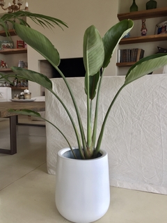 Fibra de Vidrio Maceta Gota con planta a elegir Blanco Negro en internet