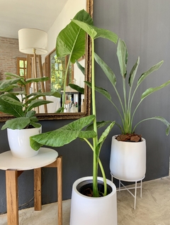 Fibra de Vidrio Maceta Gota con planta a elegir Blanco Negro - comprar online