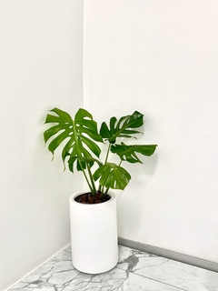 Cilindro liviano 60 cm más planta a elección