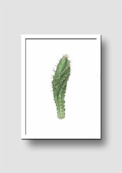 Cuadro Acuarela Cactus Cereus - tienda online