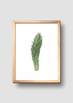 Cuadro Acuarela Cactus Cereus en internet