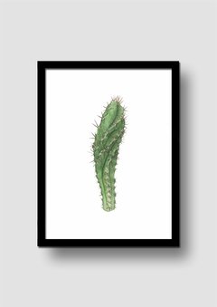 Cuadro Acuarela Cactus Cereus - Memorabilia