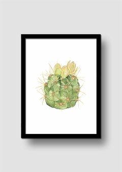 Cuadro Acuarela Cactus Gymnocalycium - Memorabilia