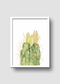 Cuadro Acuarela Cactus Gymnocalycium Macro - Memorabilia