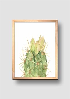 Cuadro Acuarela Cactus Gymnocalycium Macro - comprar online