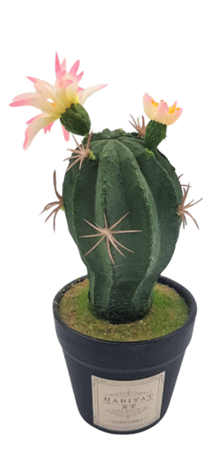 Cactus 187-4