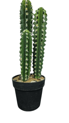 Cactus 187-19