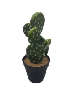 Cactus 187-2