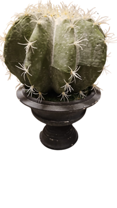 Cactus 187-8