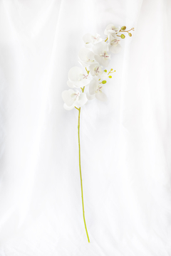 Vara orquídea blanca (19005-D2332-WH)