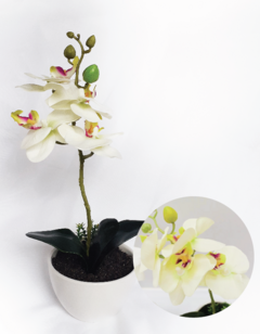 orquidea crema en maceta ceramica (XD17996-CR)