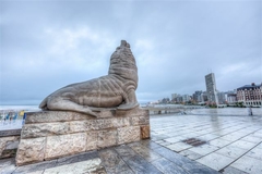 Lobo marino, Mar del Plata