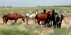 Caballos en Tunuyan, Mendoza