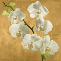 ANDREA ANTINORI - Orchids on a Golden Background I - 1AT5750