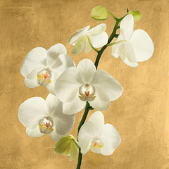 ANDREA ANTINORI - Orchids on a Golden Background II - 1AT5751