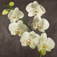 ANDREA ANTINORI - Orchids on Grey Background I - 1AT5752