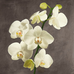 ANDREA ANTINORI - Orchids on Grey Background II - 1AT5753 - comprar online