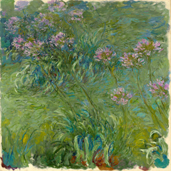 CLAUDE MONET - Agapanthe - 1CM1530