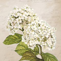 REMY DELLAL - Hydrangeas III (Neutre) - 1DE4454 - comprar online